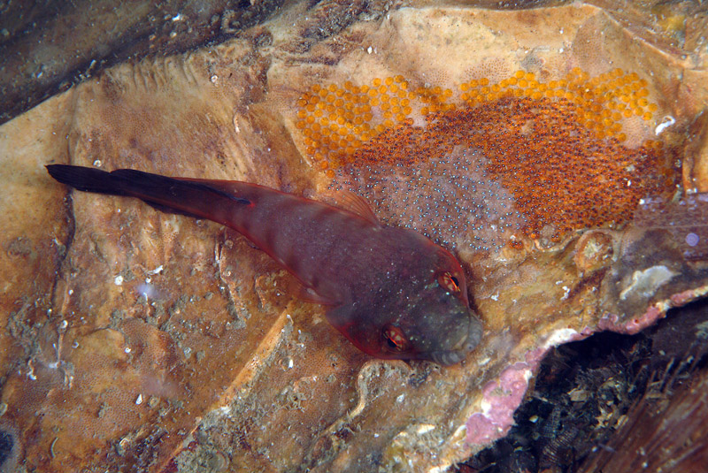 Lepadogaster candolii